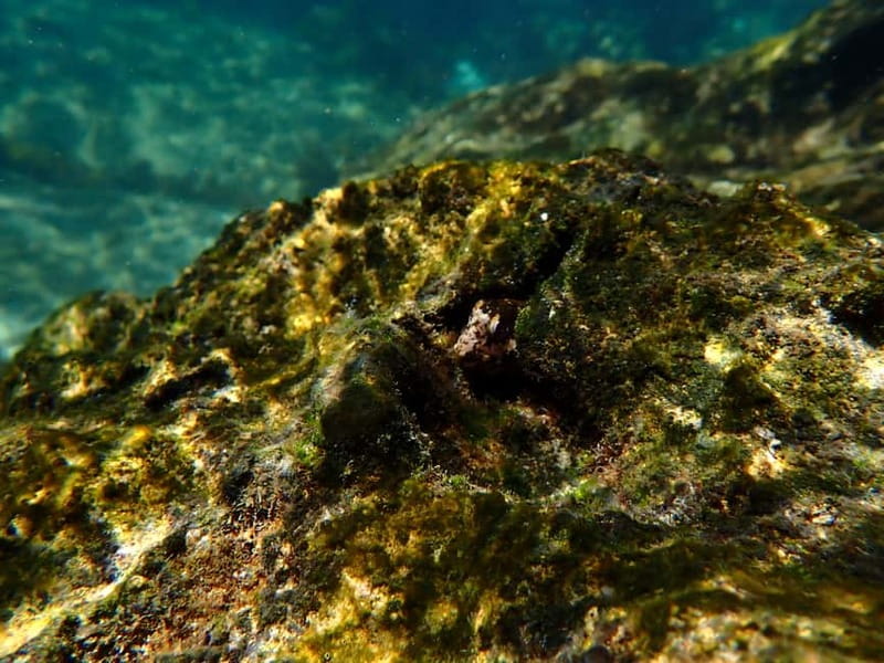 Arrábida Marine Reserve: Kayaking & Snorkeling Tour - Price, timing, and the real cost