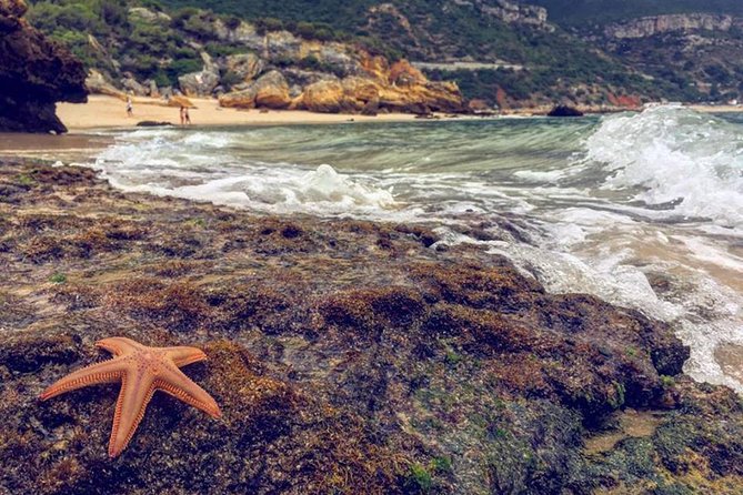 Arrabida Safari – Europe's Most Beautiful Beach & Hidden Gems - Why Arrábida makes a fine escape from Lisbon