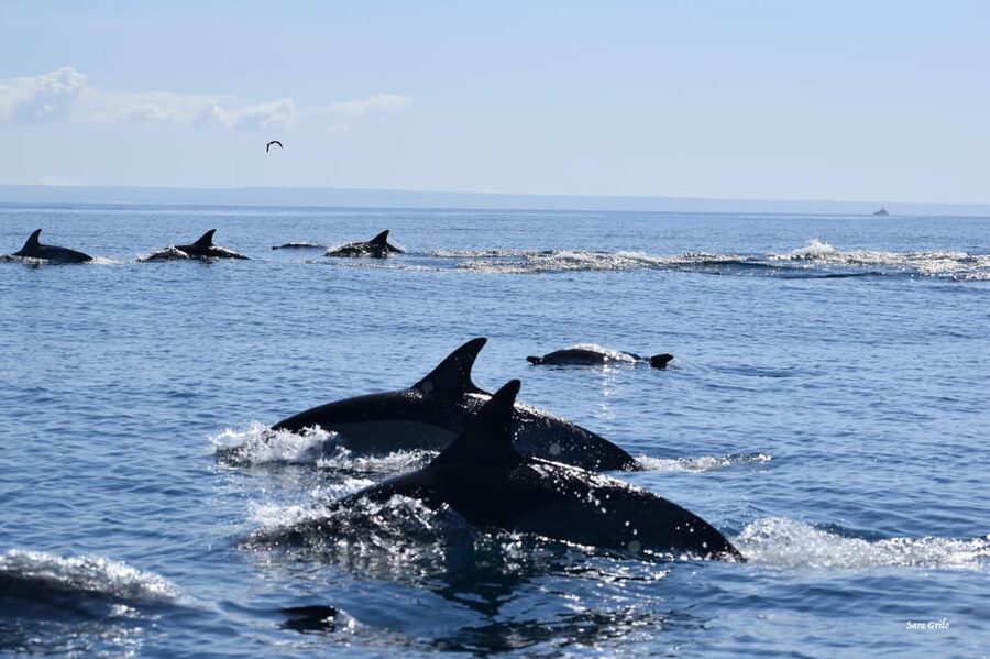 Cascais: Dolphin Watching Speedboat Tour - FAQ