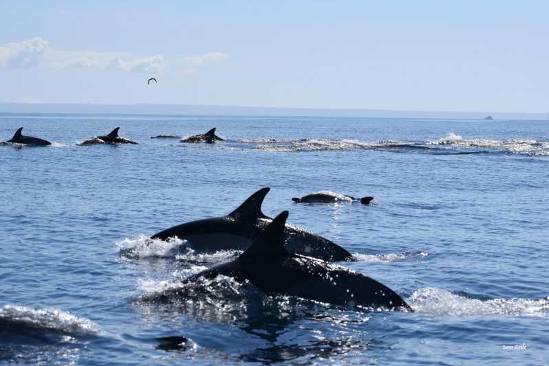 Cascais: Dolphin Watching Speedboat Tour - Leaving Cascais Marina for the Atlantic