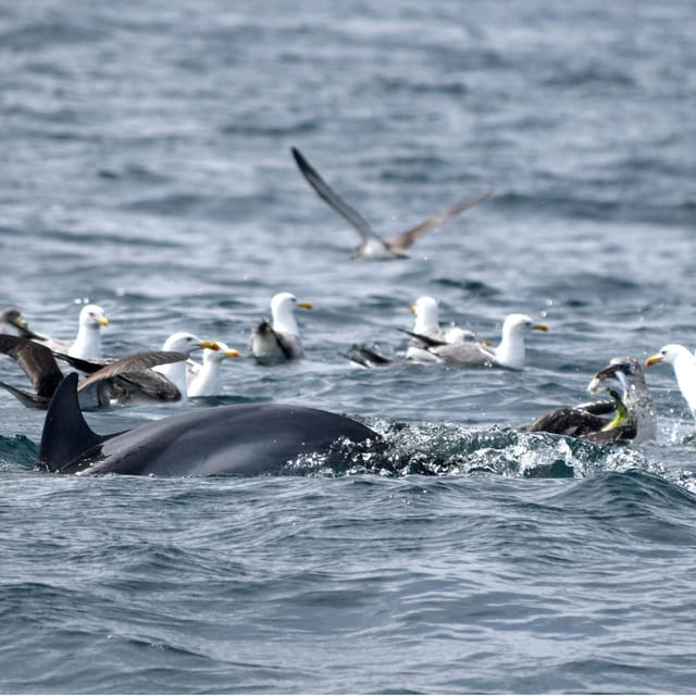 Cascais: Dolphin Watching Speedboat Tour - Dolphins, whales, porpoises, and seabirds