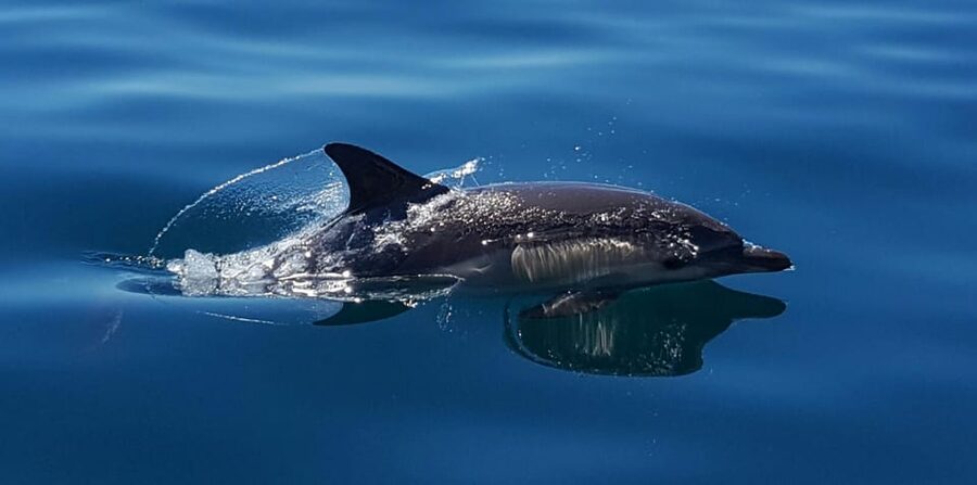 Cascais: Dolphin Watching Speedboat Tour - What makes the crew important