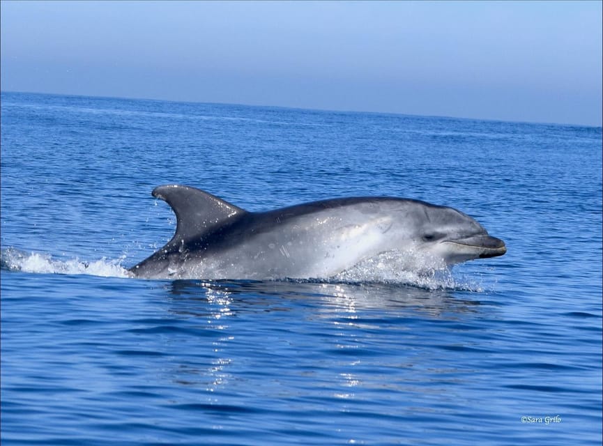 Cascais: Dolphin Watching Speedboat Tour - Sea conditions, comfort, and the best time to go
