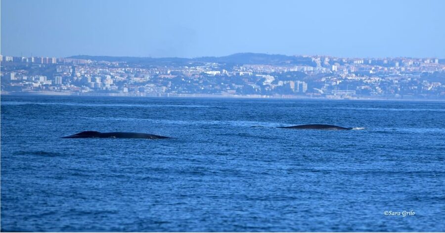 Cascais: Dolphin Watching Speedboat Tour - Who will enjoy this boat trip most?