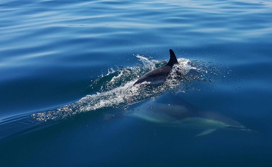 Cascais: Dolphin Watching Speedboat Tour - Practical verdict for your Cascais itinerary