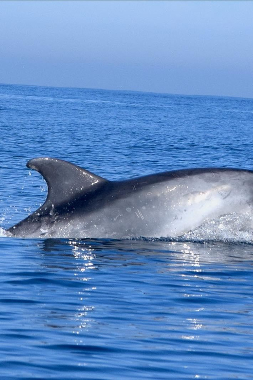 Cascais: Dolphin Watching Speedboat Tour - One hour of searching for wild animals