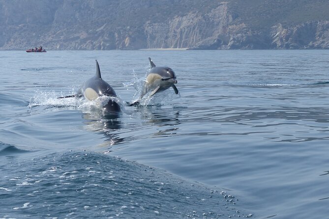 Dolphin Watching at the Arrabida (Lisbon region) - What the two-and-a-half-hour trip feels like