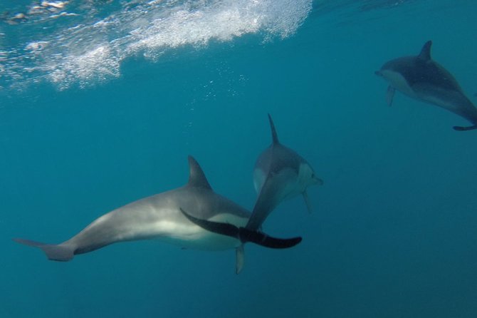 Dolphin Watching at the Arrabida (Lisbon region) - The return past cliffs and isolated beaches