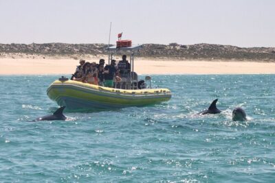 Dolphin Watching at the Arrabida (Lisbon region)