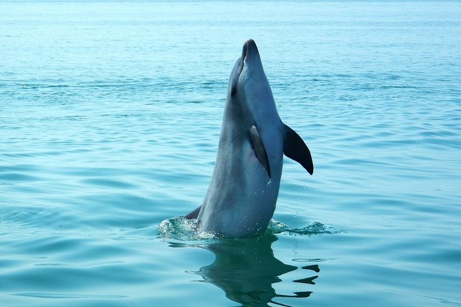 Dolphin Watching at the Arrabida (Lisbon region) - Getting from Lisbon to Sesimbra