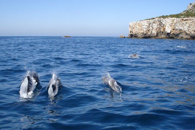 Dolphin Watching at the Arrabida (Lisbon region) - Who will enjoy this trip most