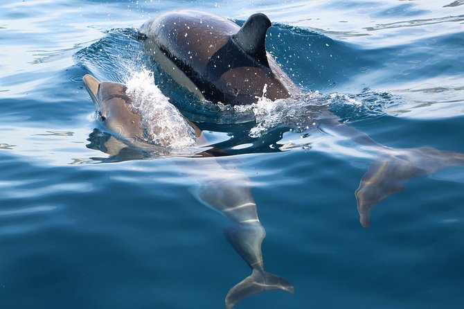 Dolphin Watching at the Arrabida (Lisbon region) - Practical planning tips for the day