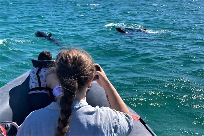 Dolphin watching in Setúbal - Starting from Setúbal’s waterfront