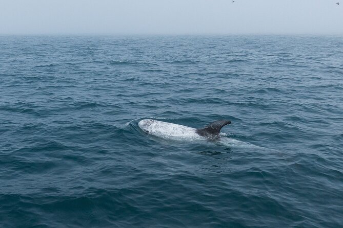 Feathers & Scales - From Bom Sucesso marina to the open Atlantic