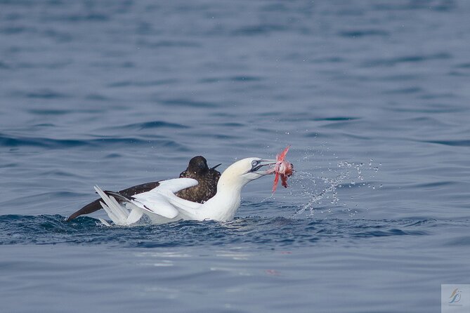 Feathers & Scales - The guides make the difference