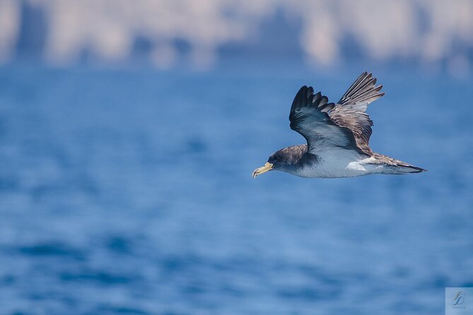 Feathers & Scales - Families, older adults, and the right type of passenger
