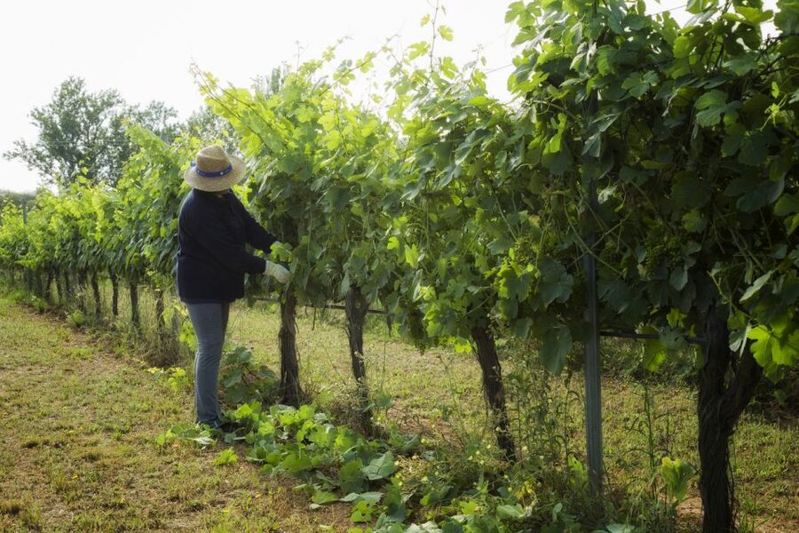 From Lisbon: Évora Wine & Heritage Tour - Guides, languages, and the feel of the day