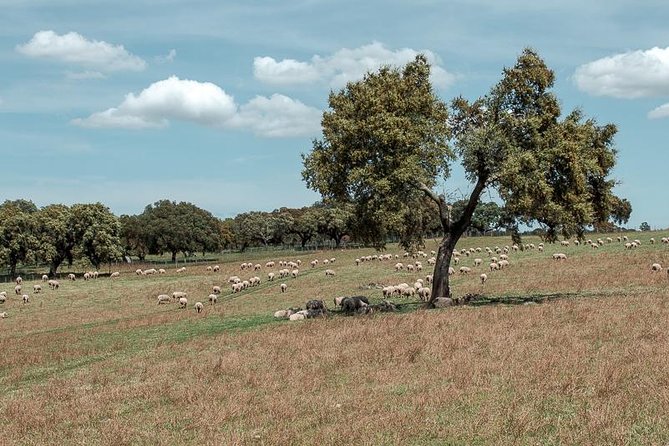 From Lisbon to Alentejo: Évora and Megaliths Full-Day Group Tour - The Chapel of Bones, Évora’s most memorable interior