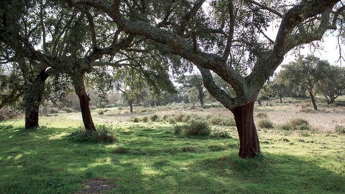 From Lisbon to Alentejo: Évora and Megaliths Full-Day Tour - The Temple of Diana and its Roman past