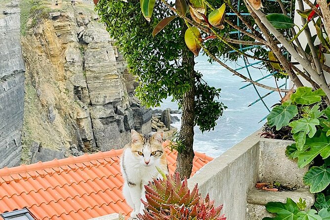 Half-Day Tour in Cascais / Sintra with Brunch and Wine Tasting - Colares vineyards growing in sand