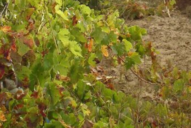 Half-Day Tour in Cascais / Sintra with Brunch and Wine Tasting - Brunch inside the storybook Moinho Dom Quixote