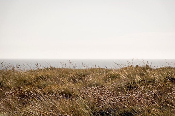 Horse Riding on the Beach - Guides, photos, and the feel of the ride