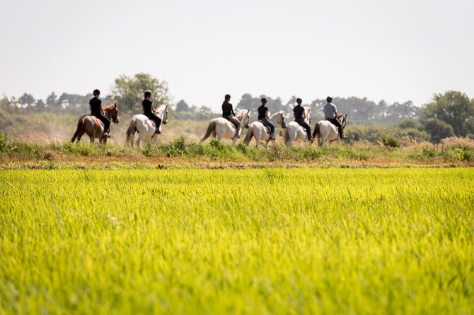 Horse Riding on the Beach - Is $98.84 a fair price?