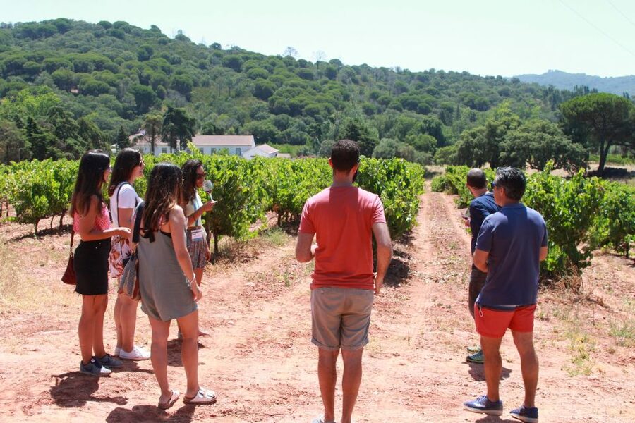 Lisbon: Arrábida and Sesimbra Day Trip with Wine - Palmela and its Moorish castle views