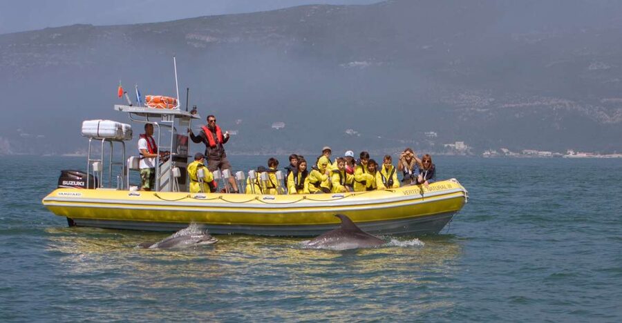 Lisbon: Arrábida Natural Park Dolphin Watching Boat Tour - Key points to know before booking