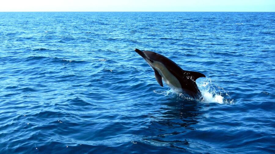 Lisbon: Arrábida Natural Park Dolphin Watching Boat Tour - What to bring for a comfortable ride