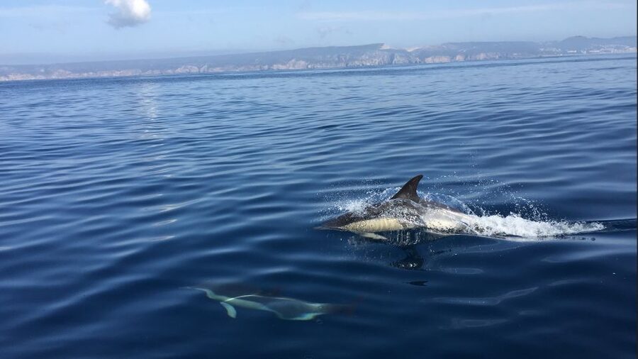 Lisbon: Arrábida Natural Park Dolphin Watching Boat Tour - Why this dolphin trip works so well from Lisbon