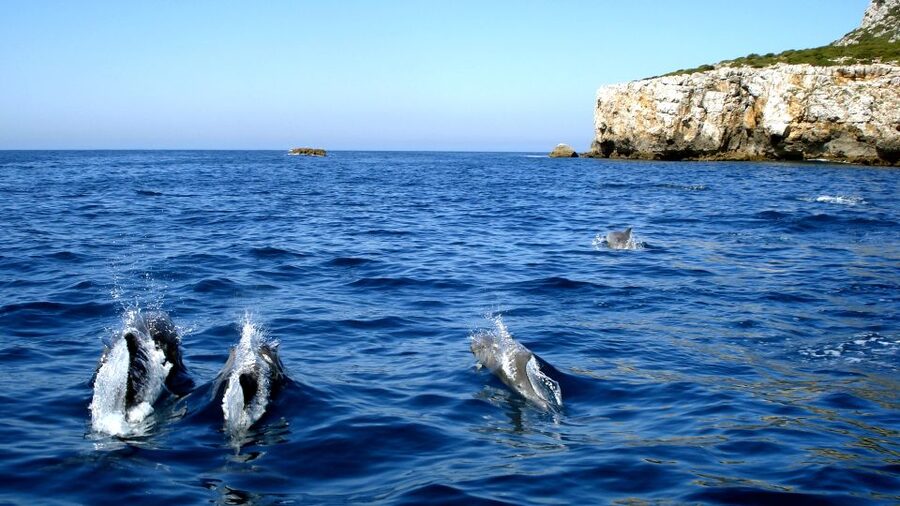 Lisbon: Arrábida Natural Park Dolphin Watching Boat Tour - Leaving Sesimbra on the semi-inflatable boat