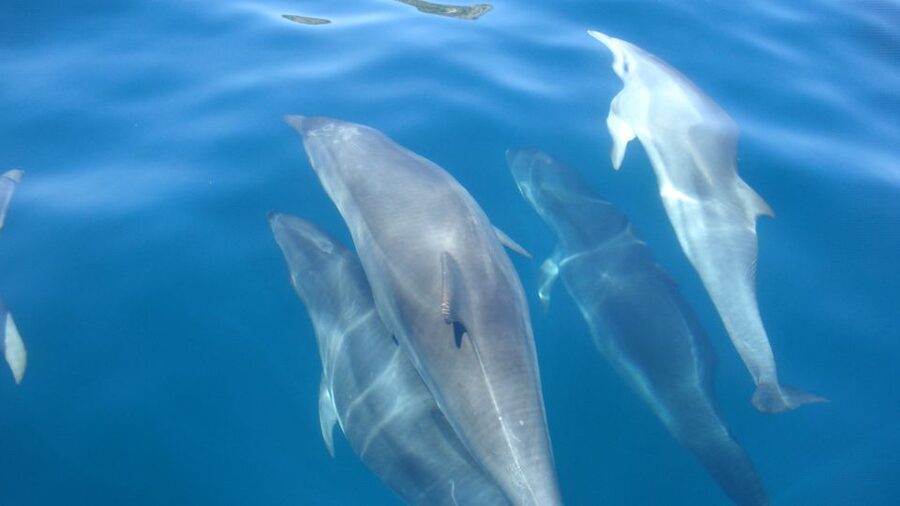 Lisbon: Arrábida Natural Park Dolphin Watching Boat Tour - Searching for dolphins in the marine reserve
