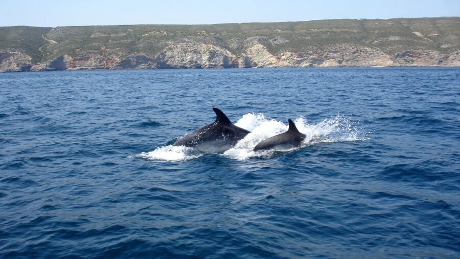 Lisbon: Arrábida Natural Park Dolphin Watching Boat Tour - Coastal beaches, caves, and a second look at the sea