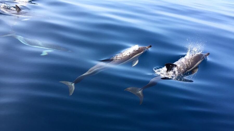 Lisbon: Arrábida Natural Park Dolphin Watching Boat Tour - How much time and money should you allow?