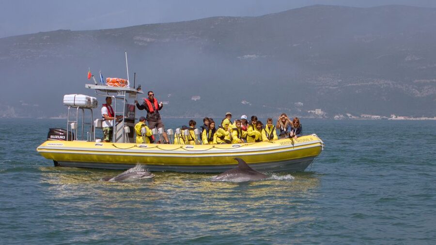 Lisbon: Arrábida Natural Park Dolphin Watching Boat Tour - From Lisbon to Sesimbra: choose your starting point carefully