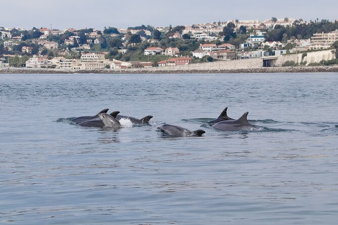 Lisbon: Dolphin Watching with a Marine Biologist - Ocean Safari - Leaving Alcântara beneath the 25th of April Bridge