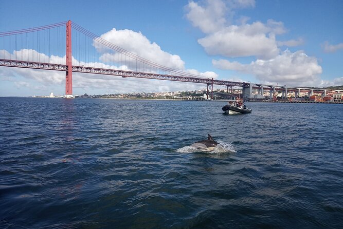 Lisbon: Dolphin Watching with a Marine Biologist - Ocean Safari - Watching dolphins without turning them into a performance