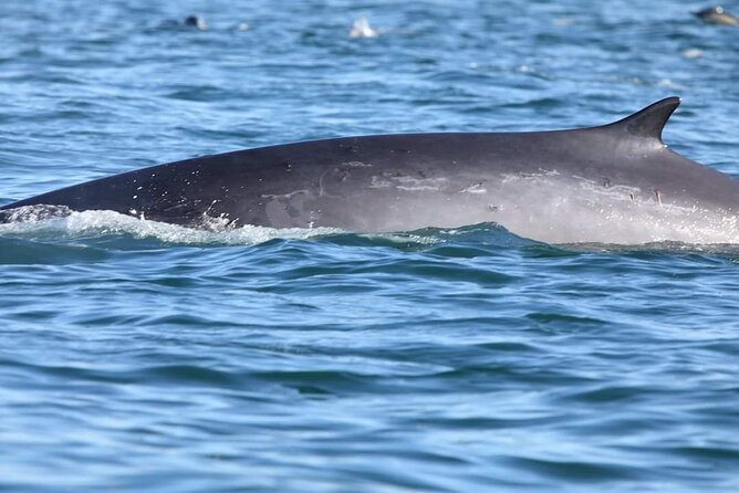 Lisbon: Dolphin Watching with a Marine Biologist - Ocean Safari - More than dolphins: birds, sunfish, and the sea around Lisbon