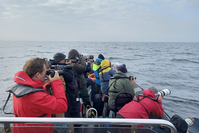 Lisbon: Dolphin Watching with a Marine Biologist - Ocean Safari - What the $62.88 price buys you