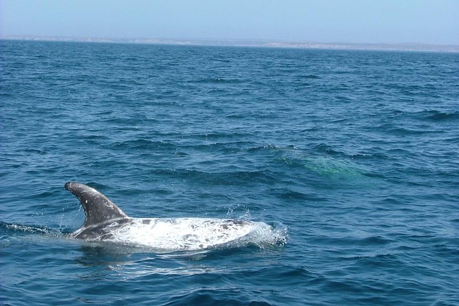 Lisbon: Dolphin Watching with a Marine Biologist - Ocean Safari - Who will enjoy this RIB trip most