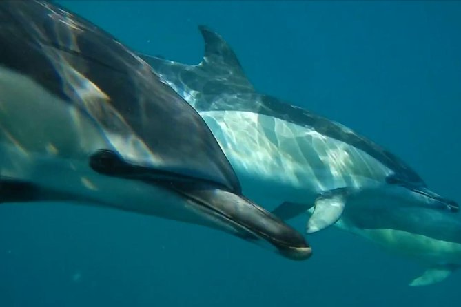 Lisbon: Dolphin Watching with a Marine Biologist - Ocean Safari - Out past Bugio Lighthouse toward the Atlantic