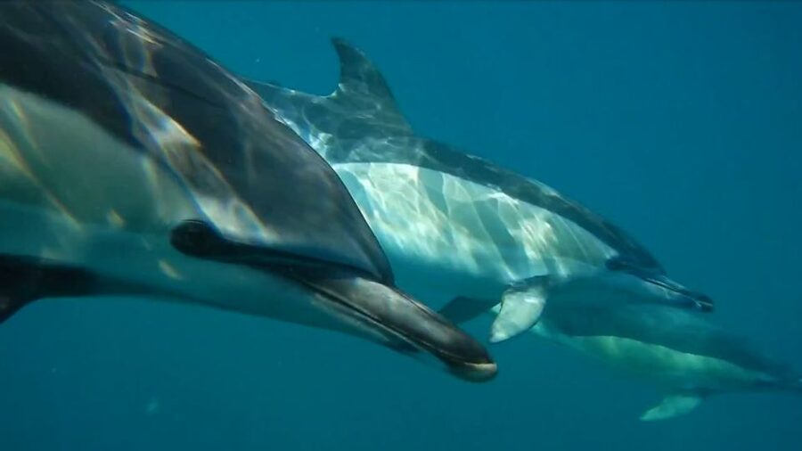 Lisbon: Dolphin Watching with Marine Biologist - From Doca de Santo Amaro to the open Atlantic