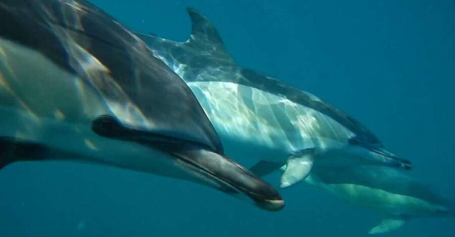 Lisbon: Dolphin Watching with Marine Biologist - Searching for dolphins with a marine biologist