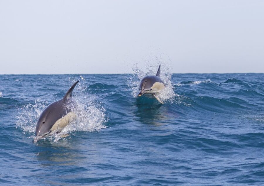 Lisbon: Dolphin Watching with Marine Biologist - Why the wildlife approach matters