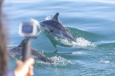 Lisbon: Dolphin Watching with Marine Biologist