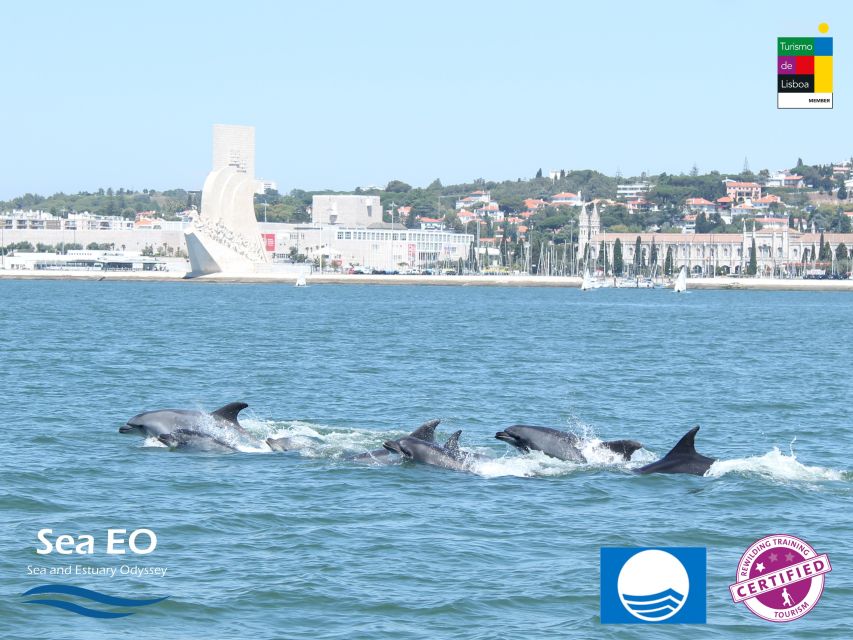 Lisbon: Dolphin Watching with Marine Biologist - The ride, comfort, and what to pack