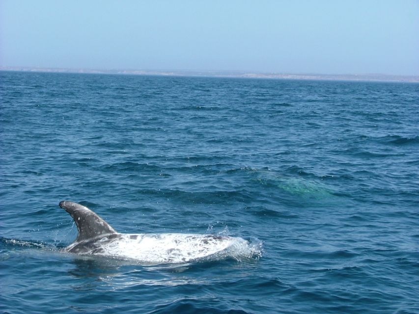 Lisbon: Dolphin Watching with Marine Biologist - Is $76 a fair price?