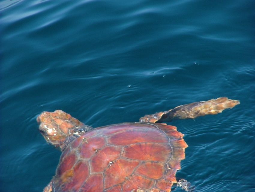 Lisbon: Dolphin Watching with Marine Biologist - Who will enjoy this trip most?