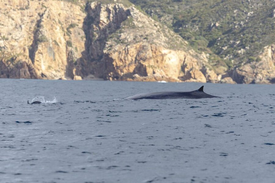 Lisbon: Dolphin Watching with Marine Biologist - Should you book the Lisbon dolphin trip?